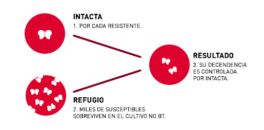 Con la tecnología IPRO siempre se recomienda realizar refugio